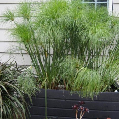 Papirus zielony Cibora 0,01g