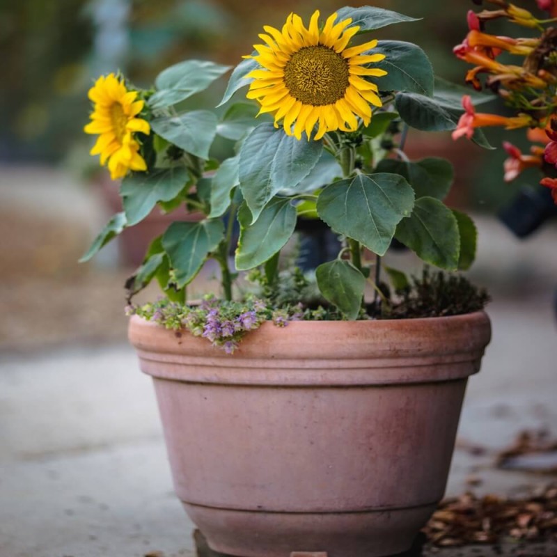 Słonecznik Doniczkowy  (Helianthus annuus) nasiona 1g (2).jpg