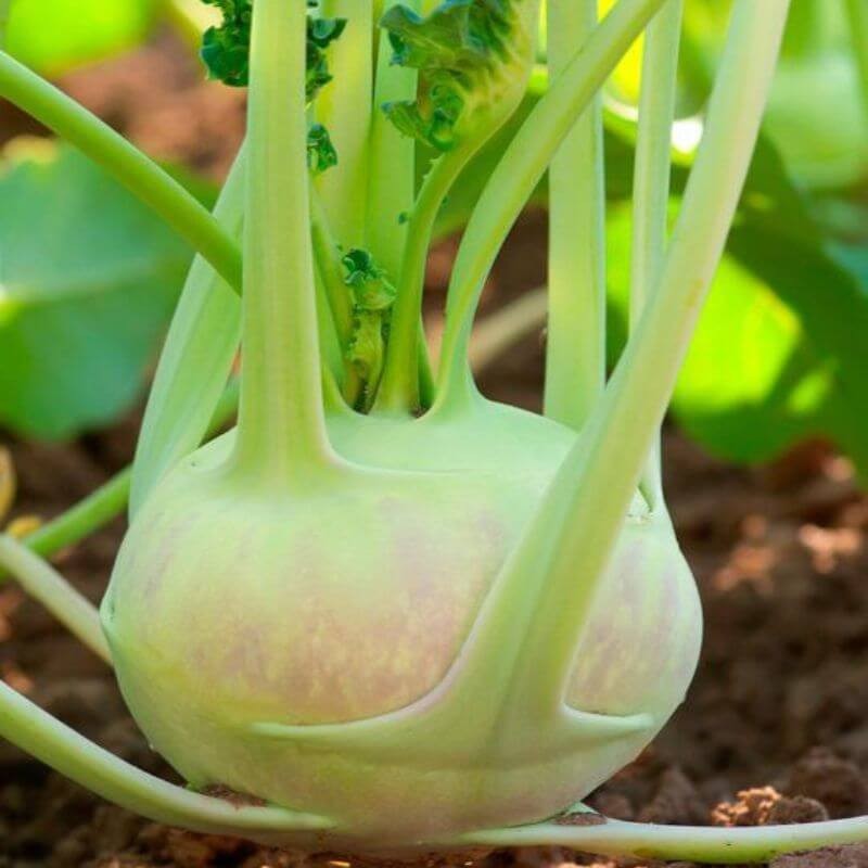 Kalarepa wiedenska biała nasiona (1).jpg