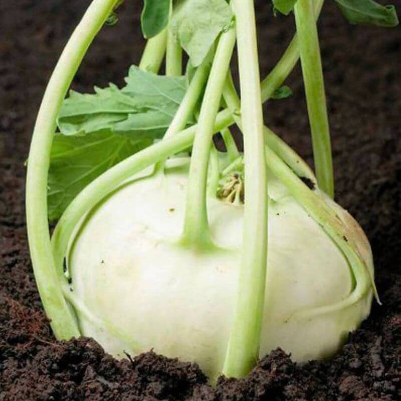 Kalarepa delikates biała nasiona (1).jpg