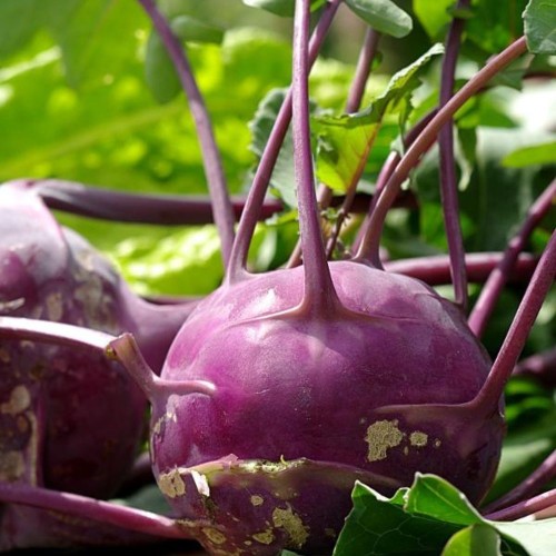 Kalarepa DELIKATESS BLAUER nasiona 2g