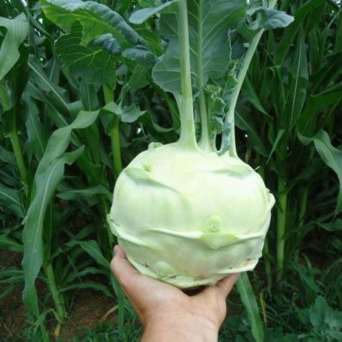 Kalarepa GIGANT nasiona 2g