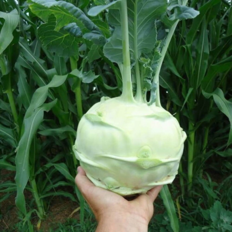 kalarepa gigant nasiona (1).jpg