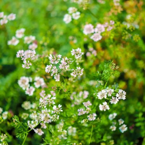 BIO Kolendra siewna nasiona ekologiczne 1g