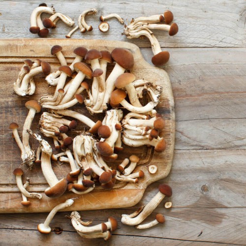 Polówka wiązkowa grzybnia na kołkach