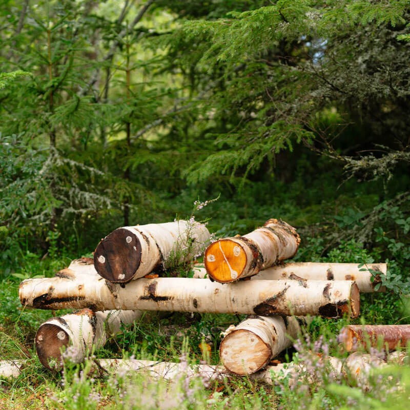 Zaczepione pnie grzybnią.jpeg