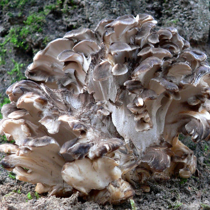 Maitake grzybnia na kołkach.jpeg