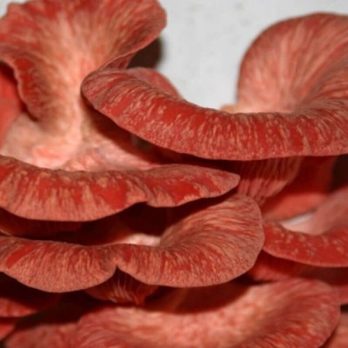 Boczniak różowy grzybnia na kołkach