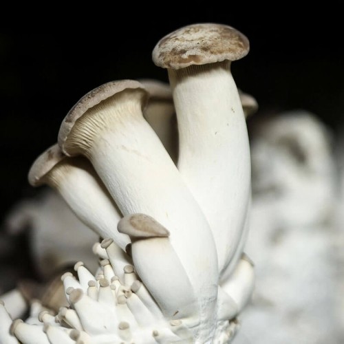 Boczniak mikołajkowy eryngii na kołkach