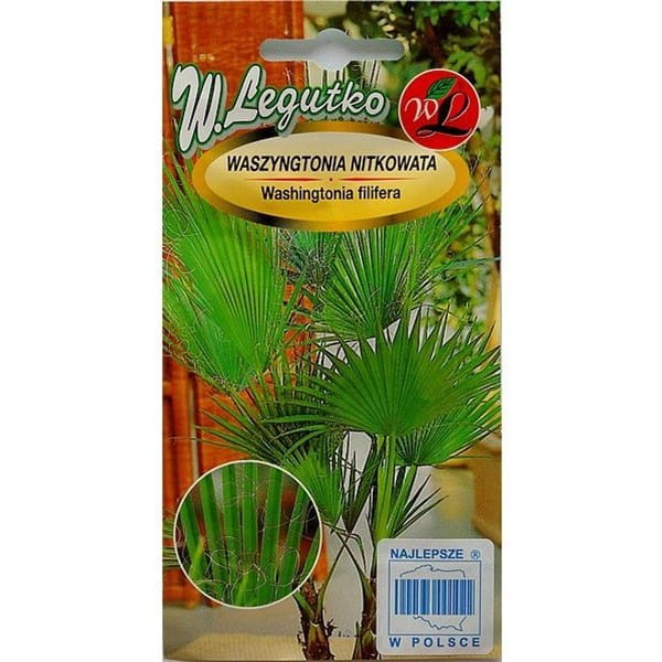 Waszyngtonia nitkowata (Washingtonia filifera) nasiona 5 szt (1).jpeg