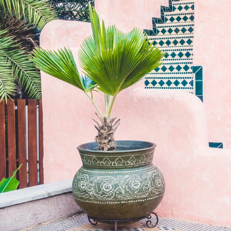 Waszyngtonia nitkowata (Washingtonia filifera) nasiona 5 szt (1).jpg