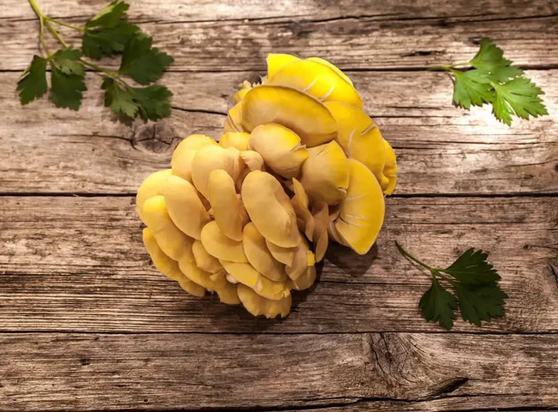 Boczniak cytrynowy uprawa z grzybni.webp