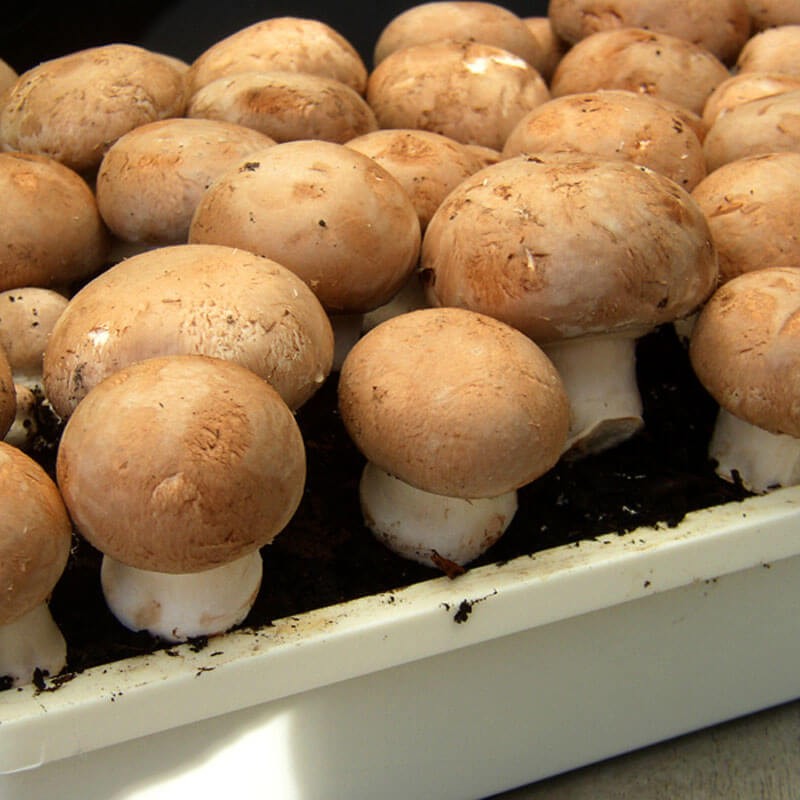 Pieczarka brązowa uprawa substrat.jpeg