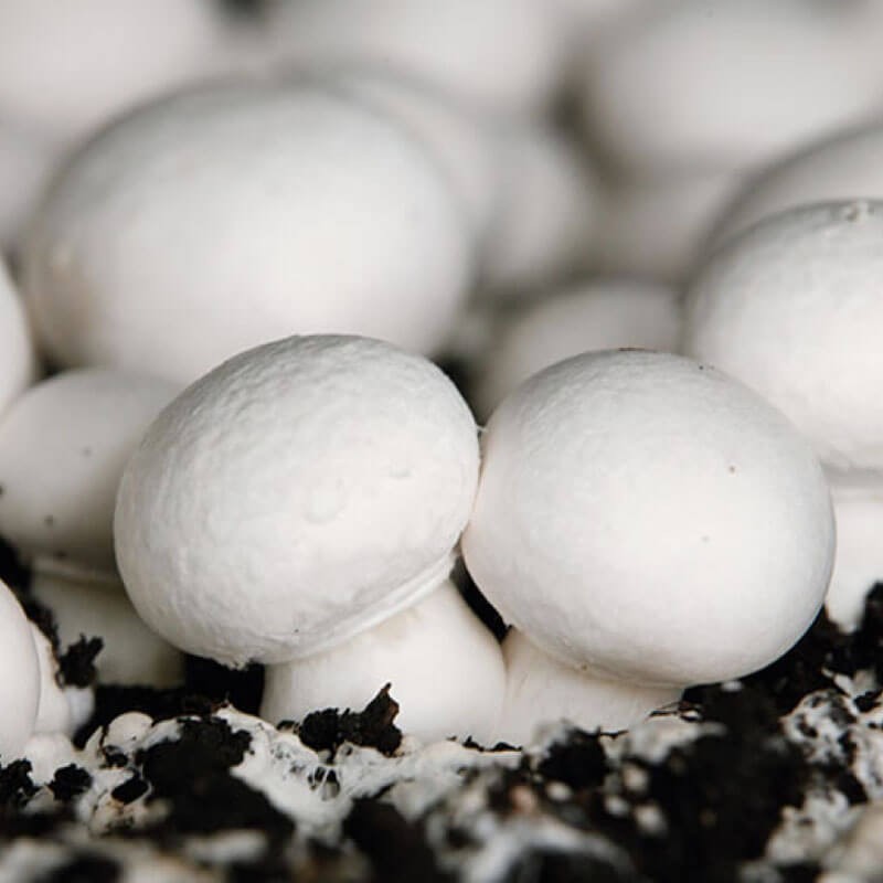 Pieczarka biała rosnące grzyby z grzybni 3L.jpeg