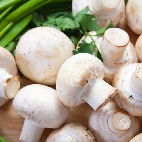 Pieczarka biała 3L grzybnia + minisklarenka