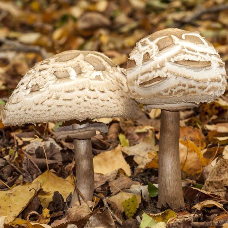 Kania grzybnia do uprawy w ogrodzie.jpeg