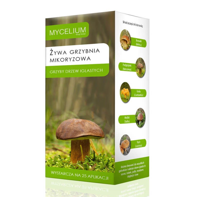 Mikoryza grzyby leśne iglaste.jpeg