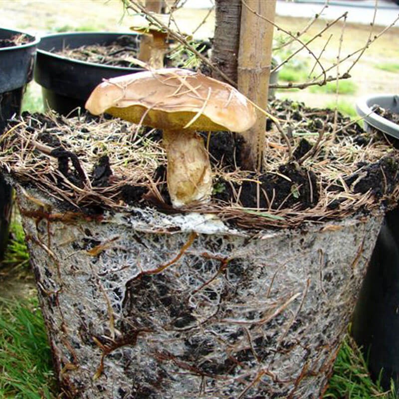 Mikoryza grzyby leśne działanie.jpeg