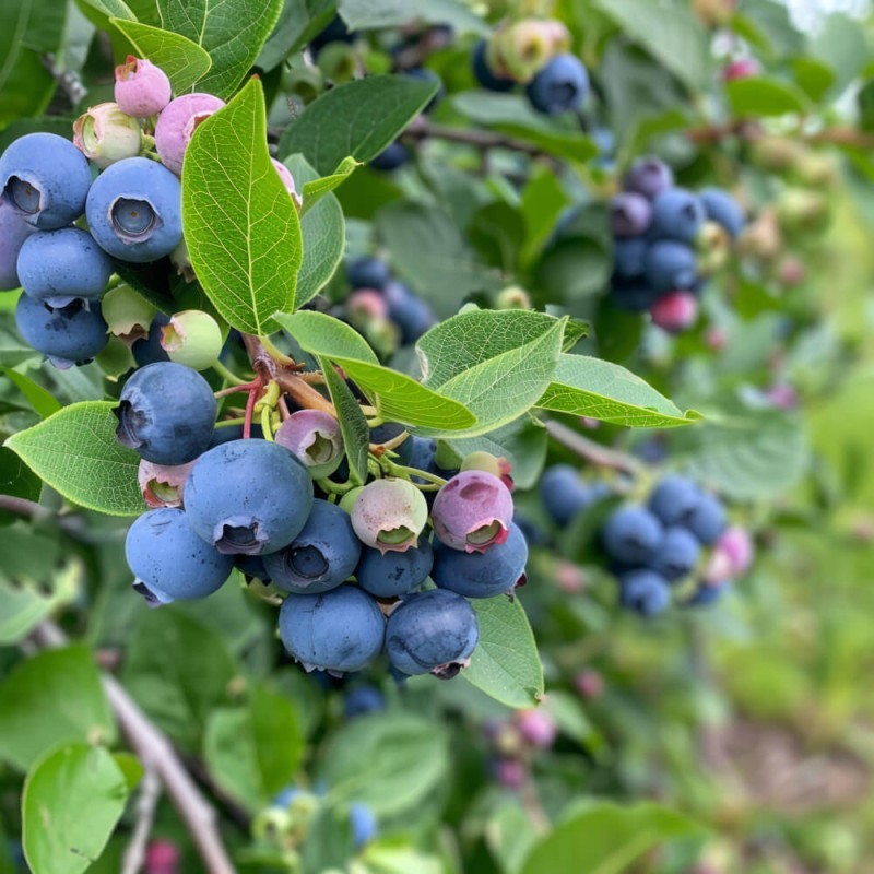 Borówka z mikoryzą.jpg