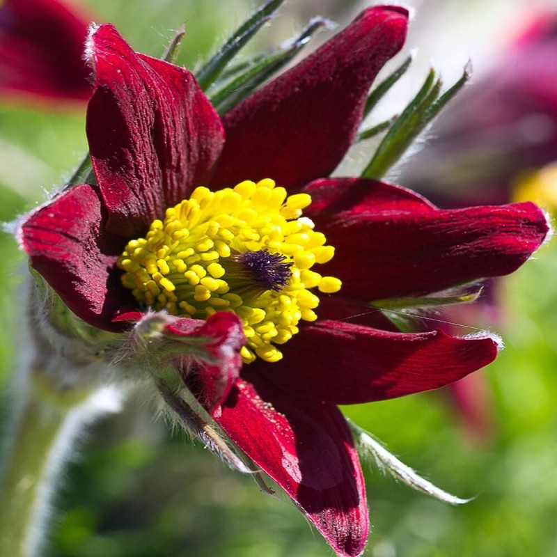 Sasanka zwyczajna czerwona (Pulsatilla vulgaris) nasiona 0,2g (4).jpg