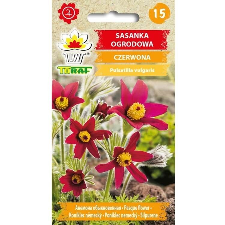 Sasanka zwyczajna czerwona (Pulsatilla vulgaris) nasiona 0,2g (2).jpg
