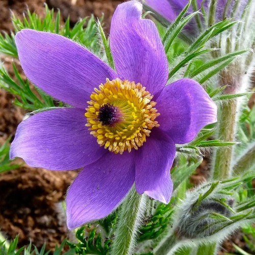 Sasanka zwyczajna fioletowa nasiona 0,1g