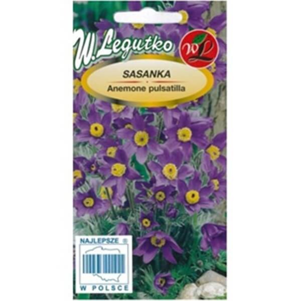 Sasanka zwyczajna fioletowa (Pulsatilla vulgaris) nasiona 0,1g (3).jpg