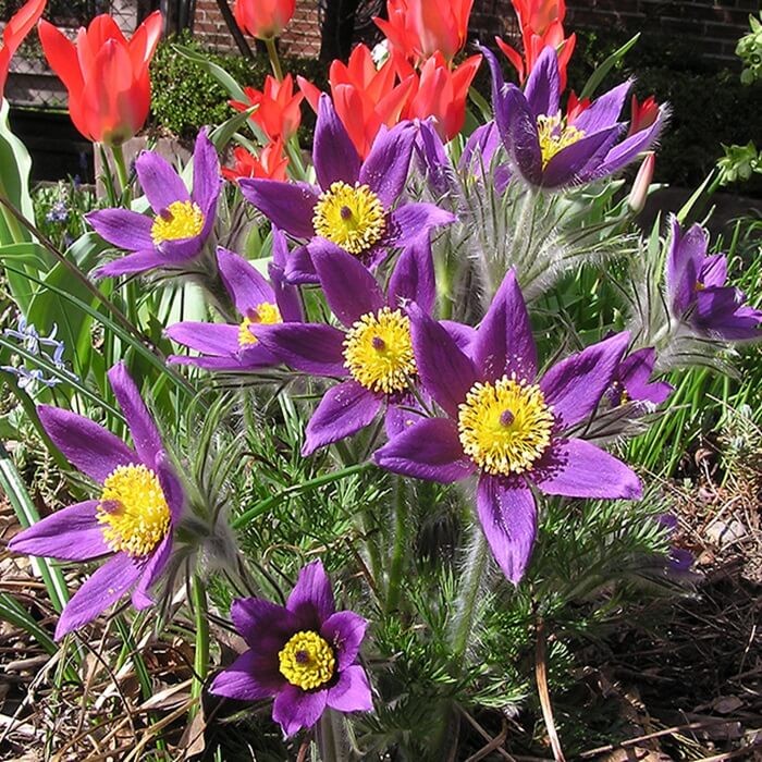Sasanka zwyczajna fioletowa (Pulsatilla vulgaris) nasiona 0,1g (4).jpg