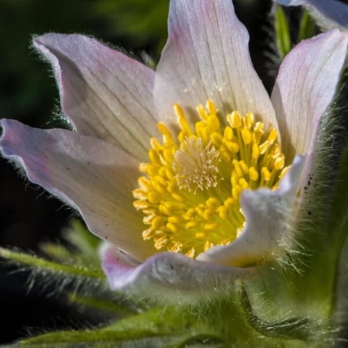 Sasanka zwyczajna Biała nasiona nasiona 0,1g