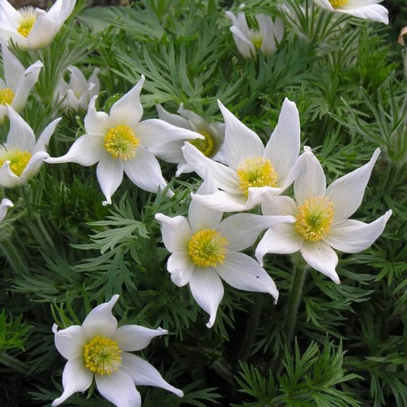Sasanka zwyczajna Biała (Pulsatilla vulgaris) nasiona nasiona 0,1 g.jpg