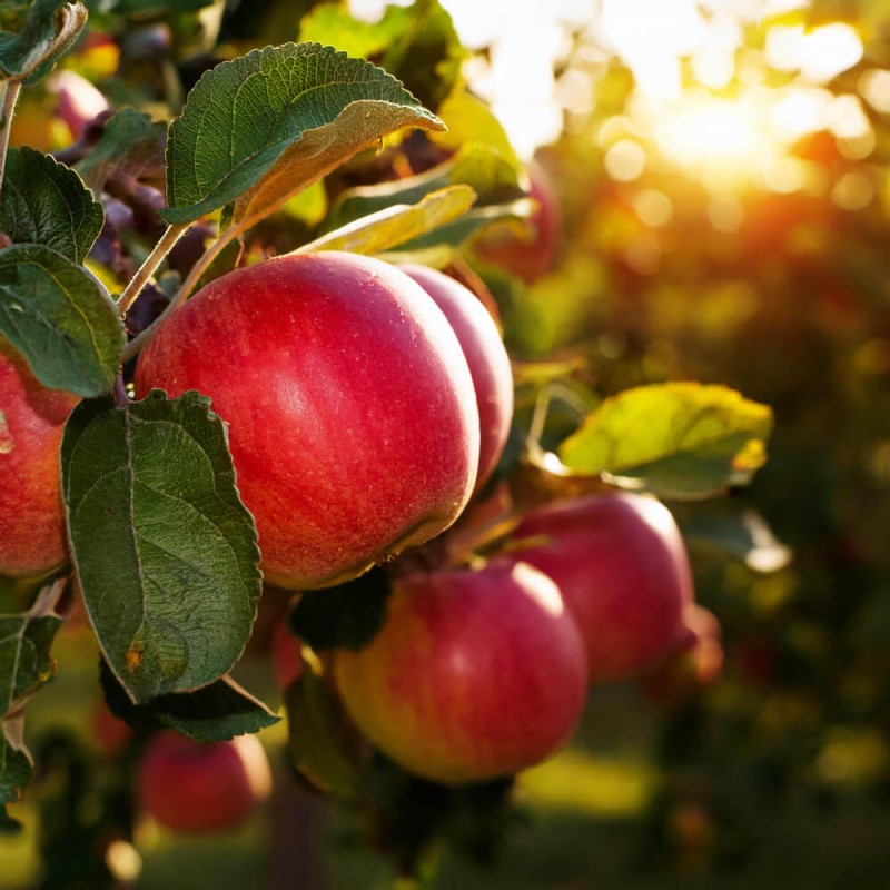 Mikoryza do jabłoni.jpg