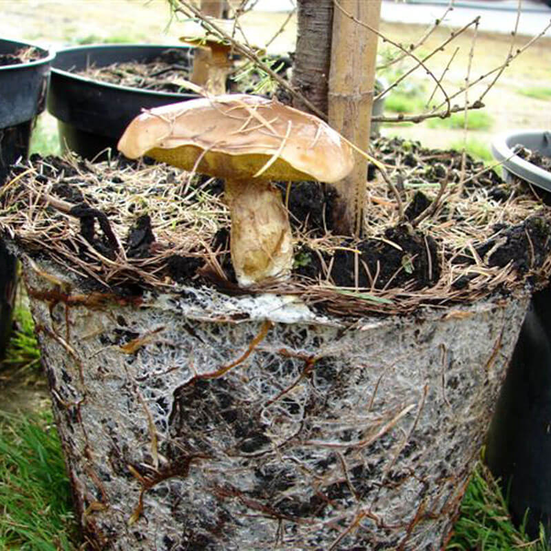 Mikoryza grzyby leśne działanie.jpeg