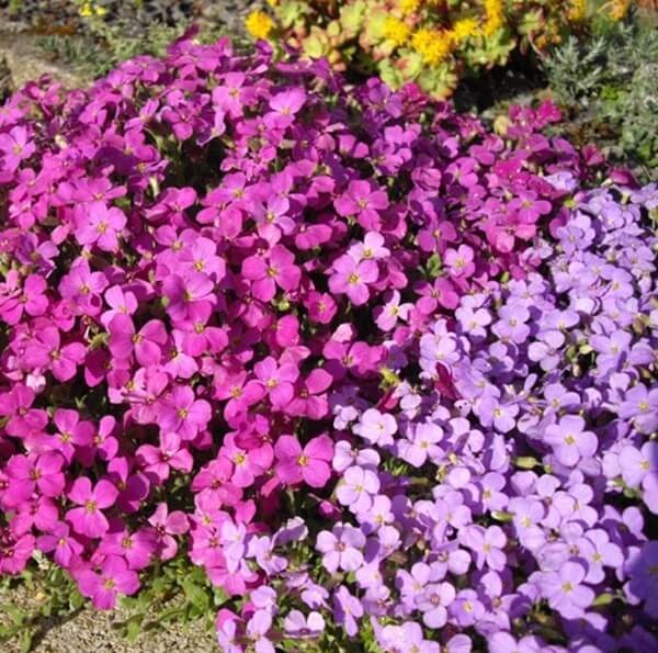 Żagwin, mieszanka (Aubrieta hybrida) nasiona 0,3g (4).jpg