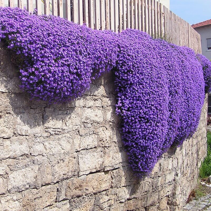Żagwin, mieszanka (Aubrieta hybrida) nasiona 0,3g (2).jpg