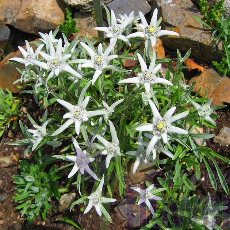 Szarotka alpejska biała (Leontopodium alpinum) nasiona 0,1g (1).jpg