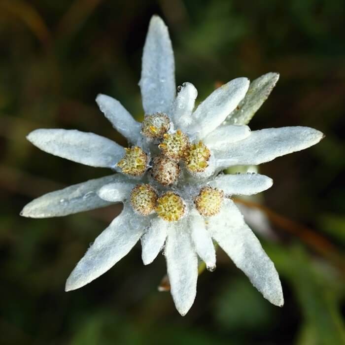 Szarotka alpejska biała (Leontopodium alpinum) nasiona 0,1g (2).jpg