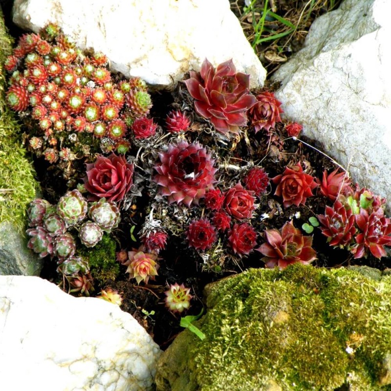 Rojniki, mieszanka gatunków (Sempervivum sp.) nasiona 0,02g (2).jpg