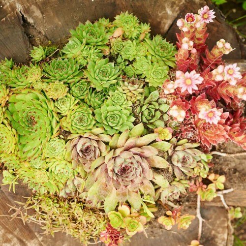 Rojniki mieszanka gatunków nasiona 0,02g