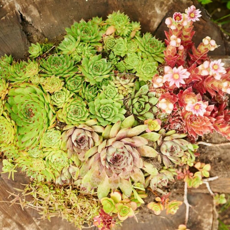 Rojniki, mieszanka gatunków (Sempervivum sp.) nasiona 0,02g (4).jpg