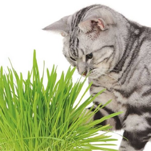 Kocia trawa nasiona 25g