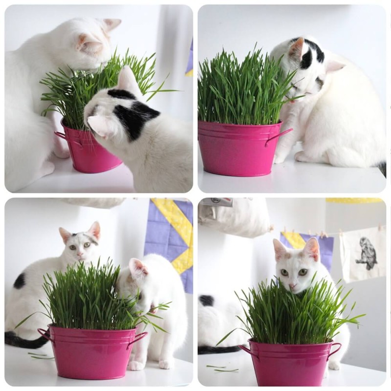 kocia Trawa (Cat Grass) nasiona 25g (3).jpg