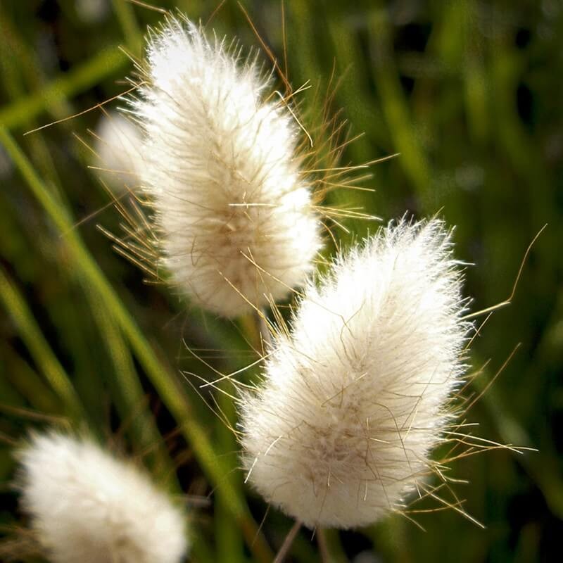 Dmuszek jajowaty (Lagurus ovatus) nasiona 0,2 g (1).jpg