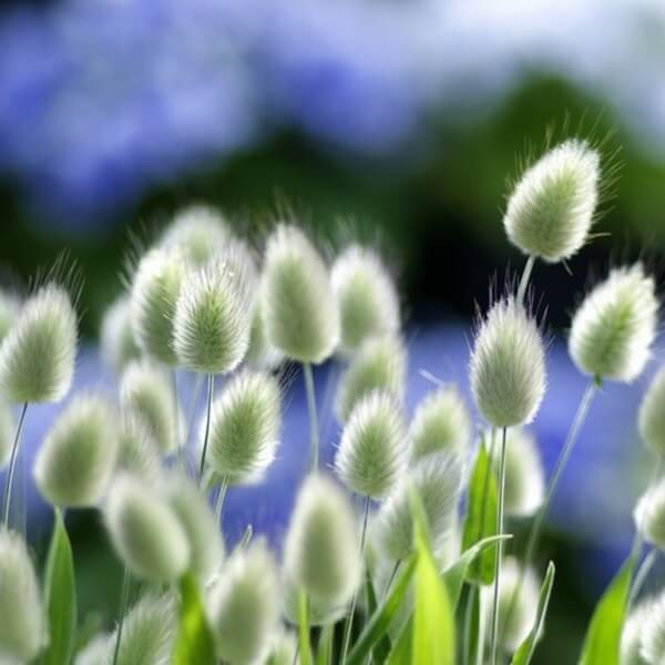 Dmuszek jajowaty (Lagurus ovatus) nasiona 0,2 g (2).jpg