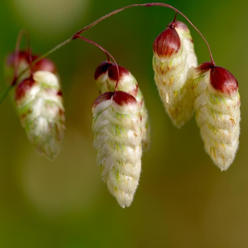 Drżączka olbrzymia słomkowo - żółta (Briza maxima) nasiona 1g (1).jpg