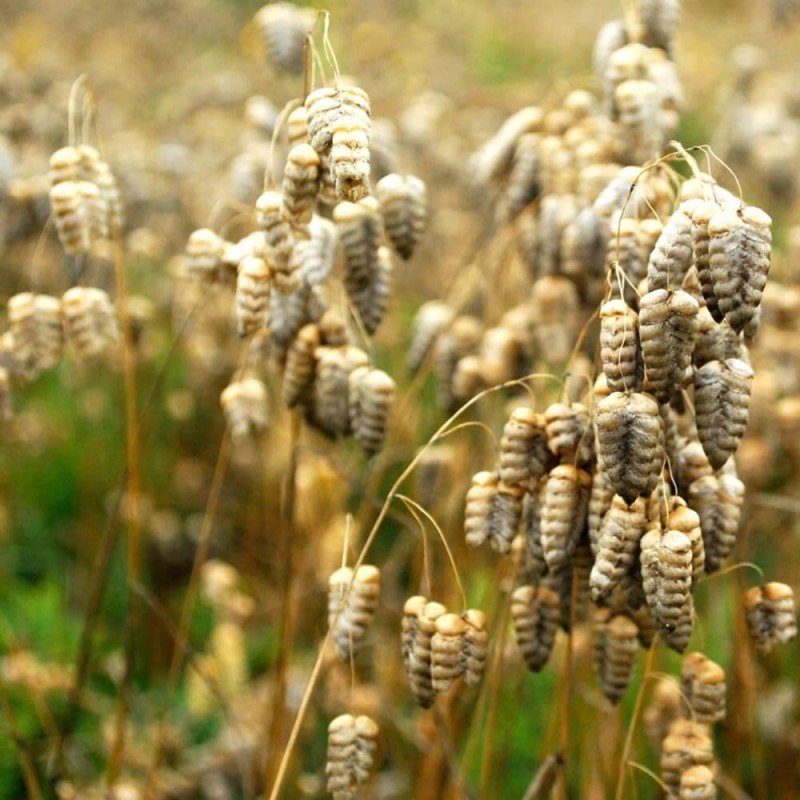 Drżączka olbrzymia słomkowo - żółta (Briza maxima) nasiona 1g (2).jpg