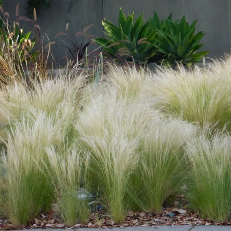 Ostnica mocna PONY TAILS (Stipa tenuissima) nasiona 0,05g (1).JPG