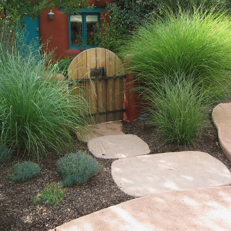 Miskant Chiński (Miscanthus sinensis) nasiona 0,05g (2).jpg