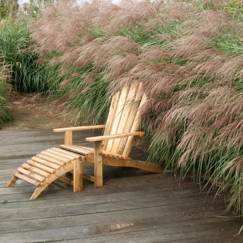 Miskant chiński nasiona 0,05g