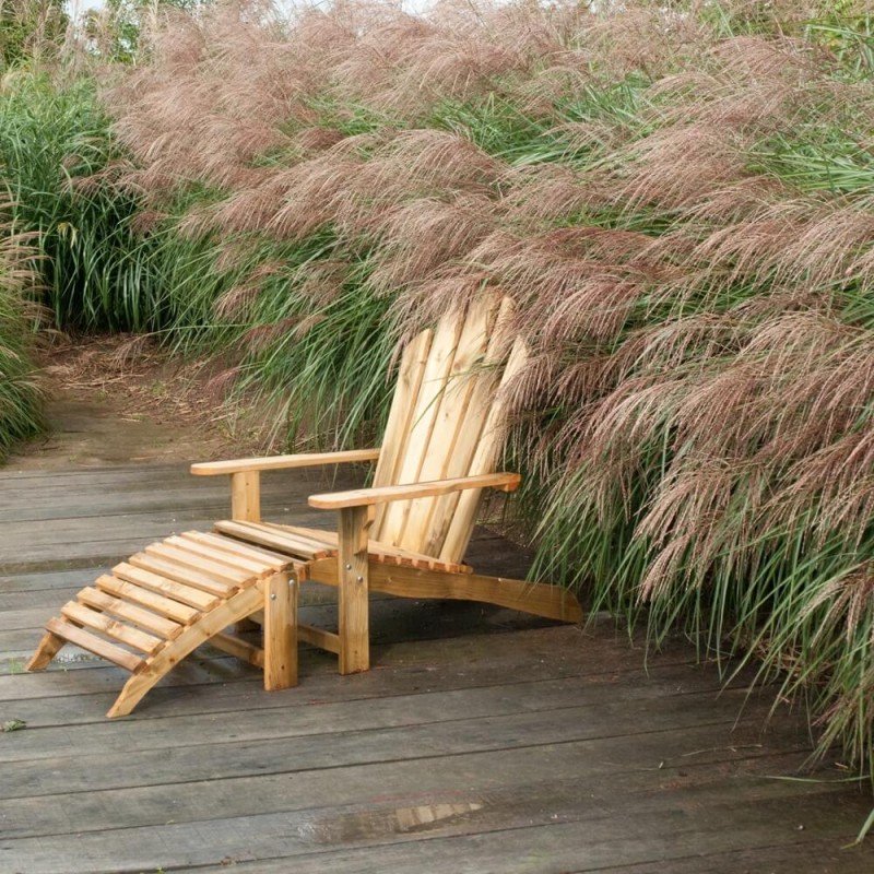 Miskant Chiński (Miscanthus sinensis) nasiona 0,05g (1).jpg