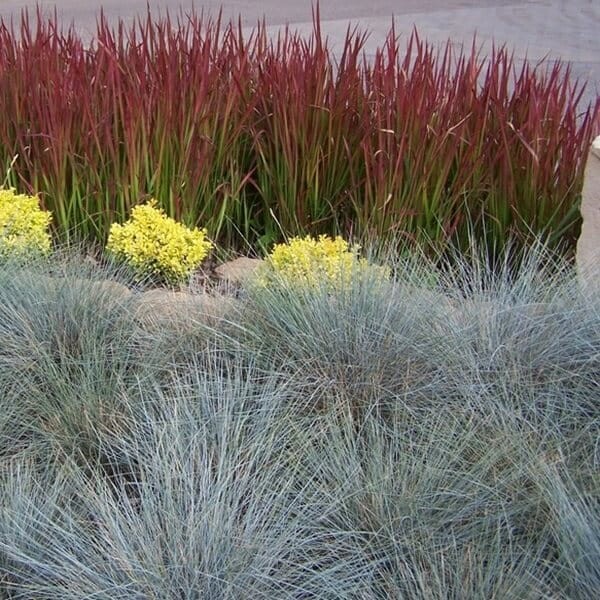 Niebieska Trawa Kostrzewa Sina (Festuca glauca) 200 nasion (2).jpg